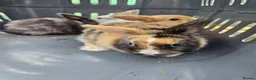 Mixed Breed rabbits for sale: Minilop x rex rabbits  - Advert 8
