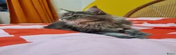 Maine Coon cats for sale: Stunning Dolly tica registered blue ticked tabby - Advert 11