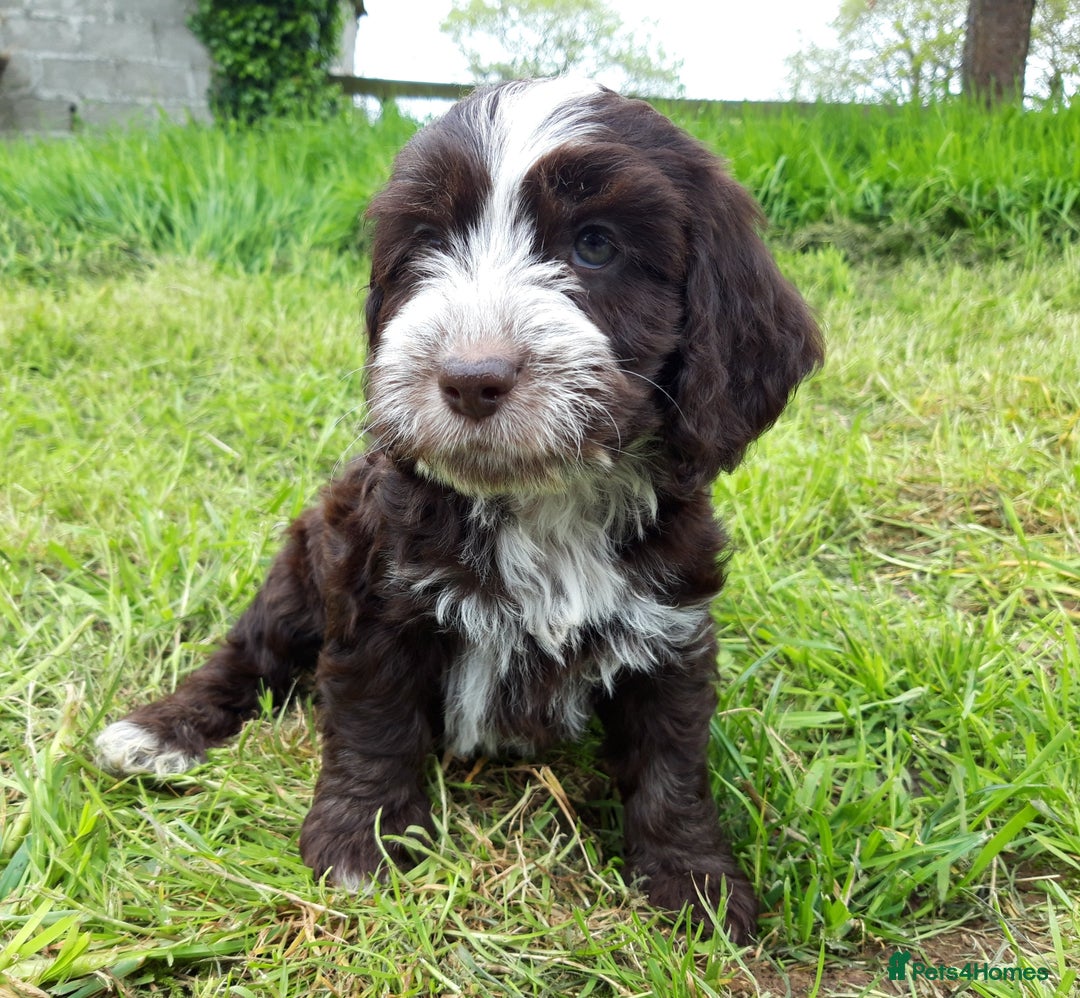 Toy Poodle dogs for stud: Kc Toy Poodle For Stud, proven and experienced  in Saint Austell - Image 5