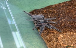 Tarantulas invertebrates for sale: Juvenile Eupalaestrus campestratus for sale - Image 1