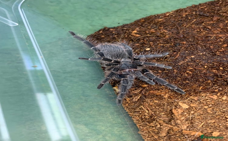 Tarantulas invertebrates - Advert 1