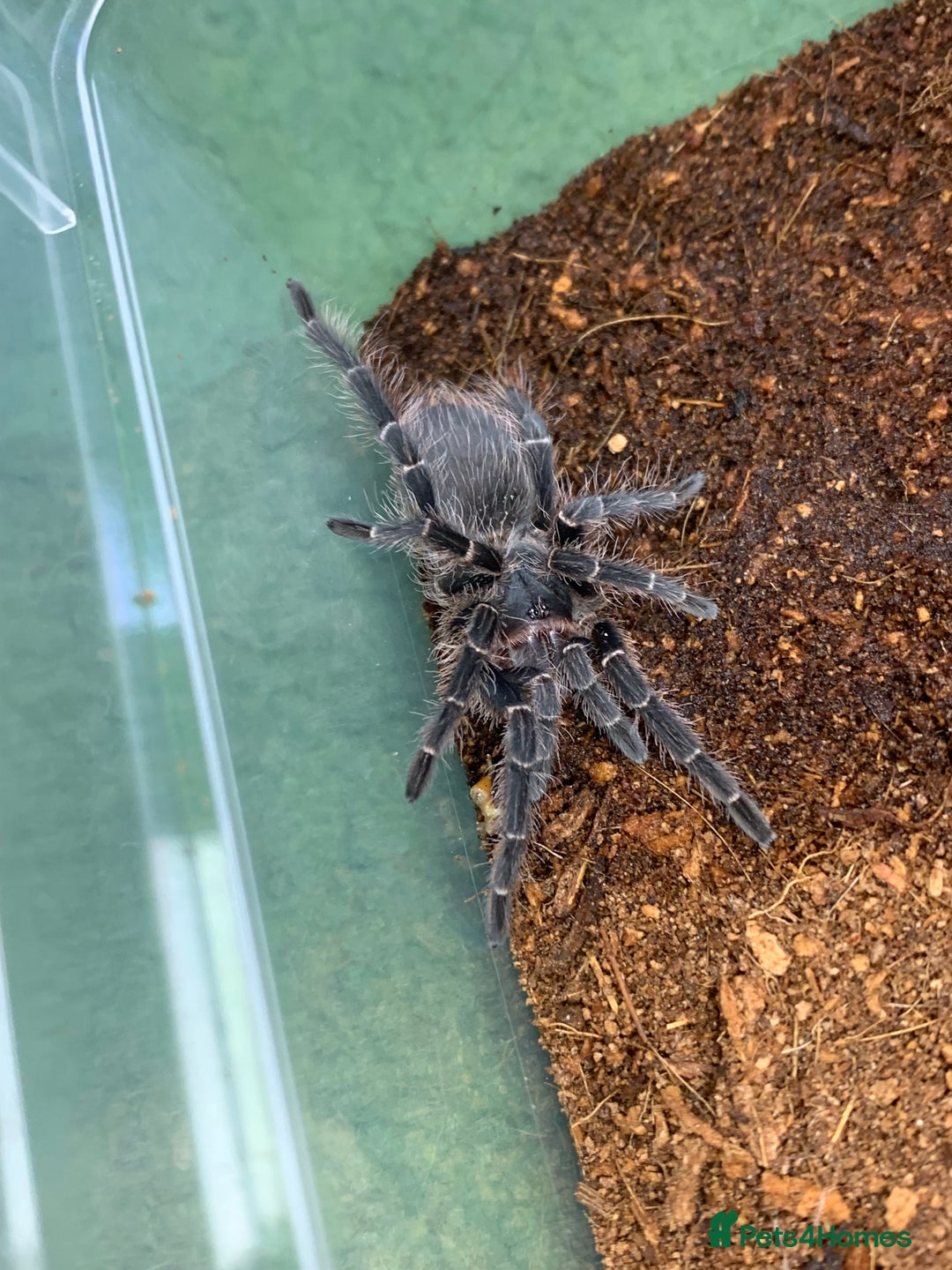 Tarantulas invertebrates for sale: Juvenile Eupalaestrus campestratus for sale - Image 1