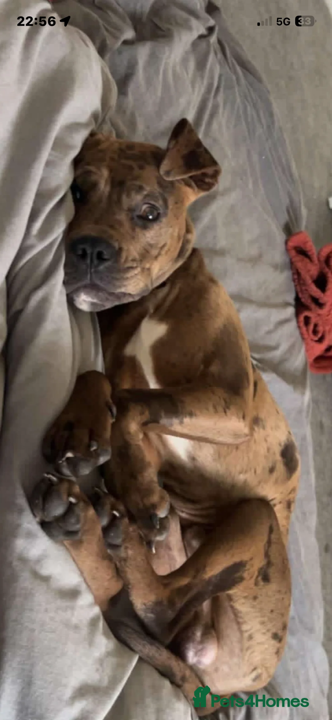 Mixed Breed dogs for sale: Hunter - Advert 6