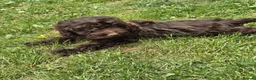 Cockapoo dogs for sale: Stunning F1 cockerpoo puppies  - Advert 4