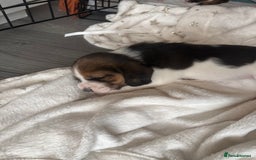 Beagle dogs for sale: Beagle  - Image 21