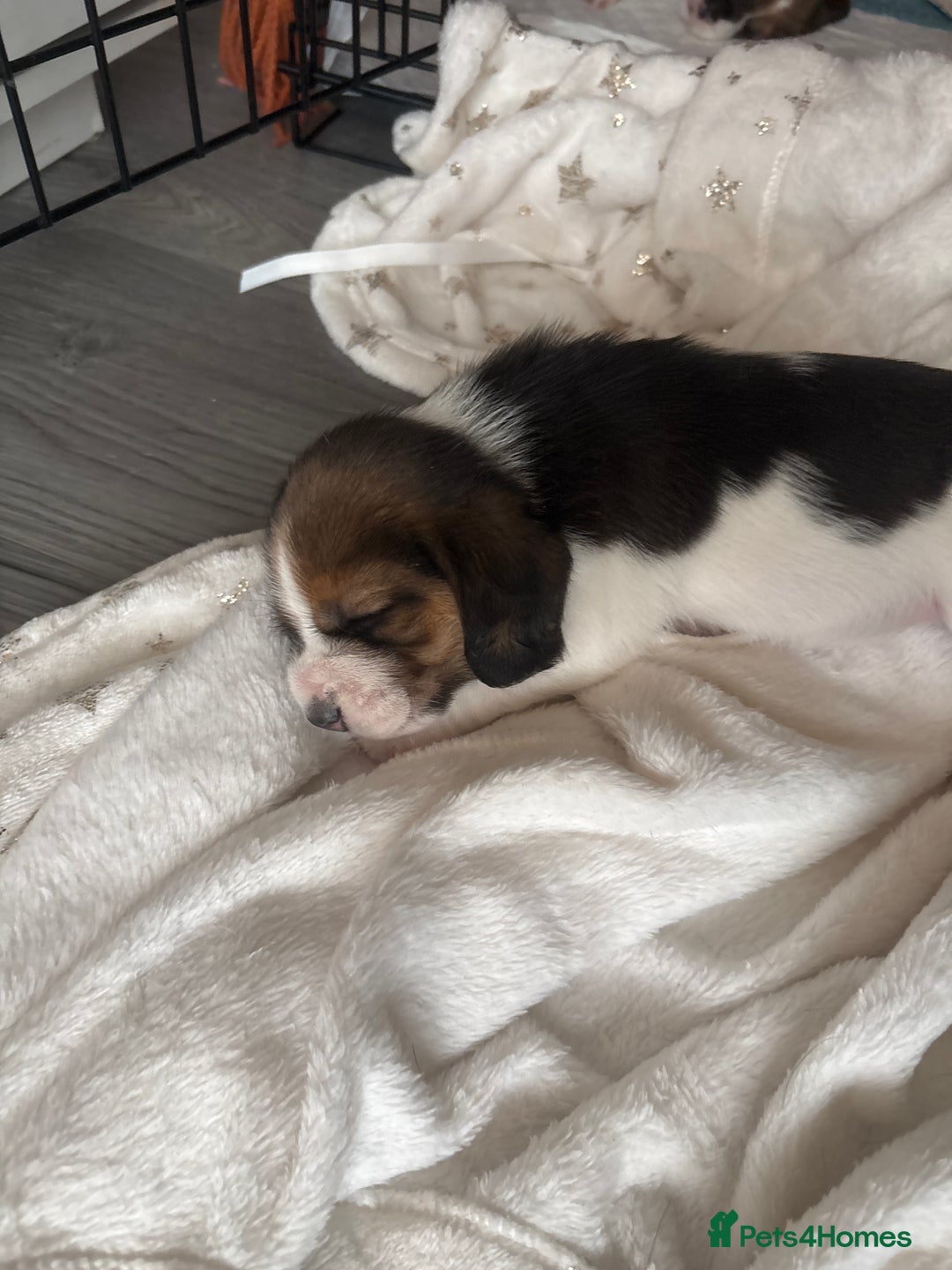 Beagle dogs for sale: Beagle  - Image 21
