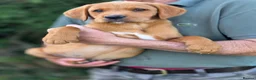 Labrador Retriever dogs for sale: Beautiful yellow/fox red pups with strong heads - Advert 8