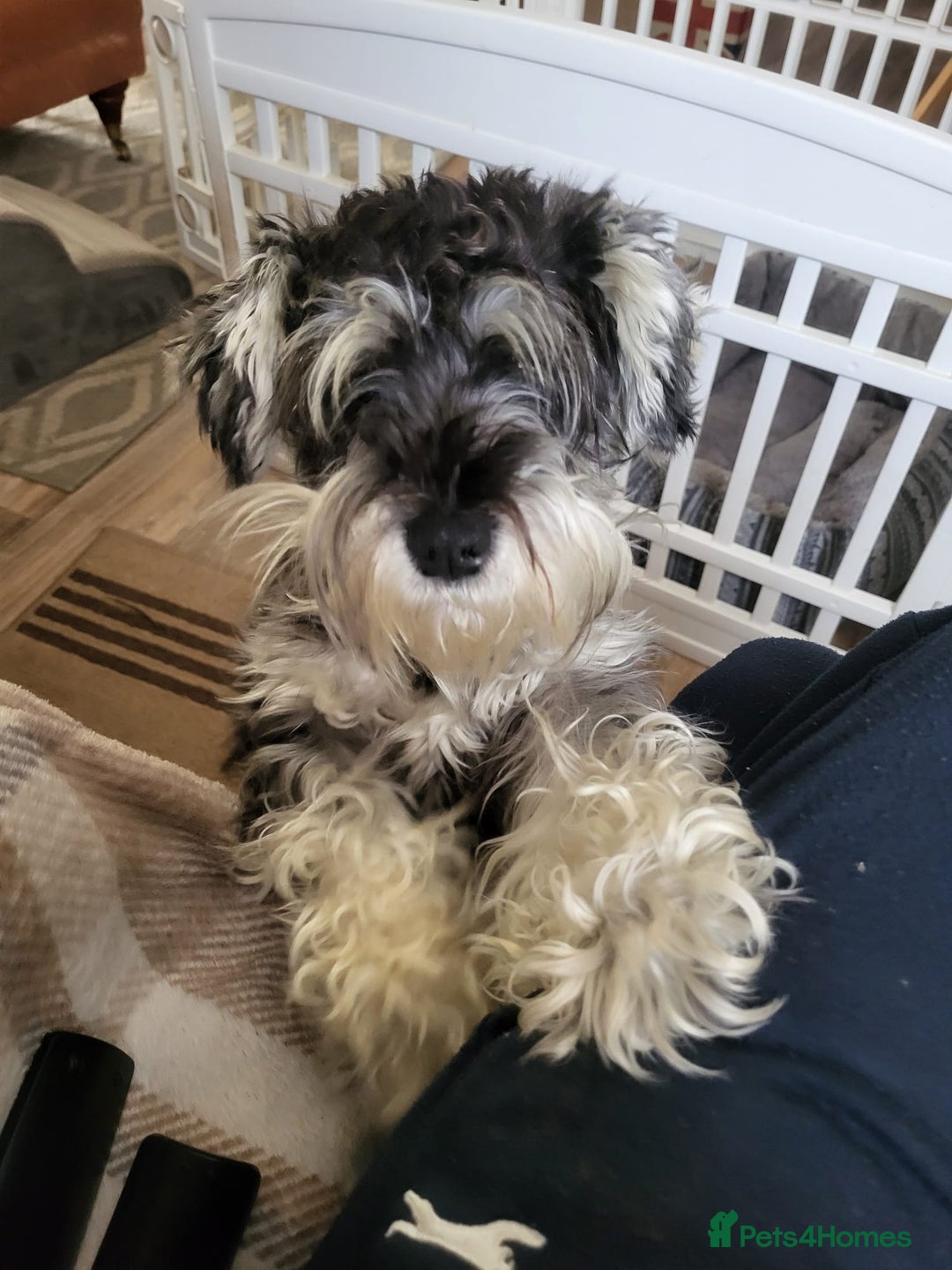 Miniature Schnauzer dogs for sale: 3 Male Miniature Schnauzer Puppies For Sale - Advert 4