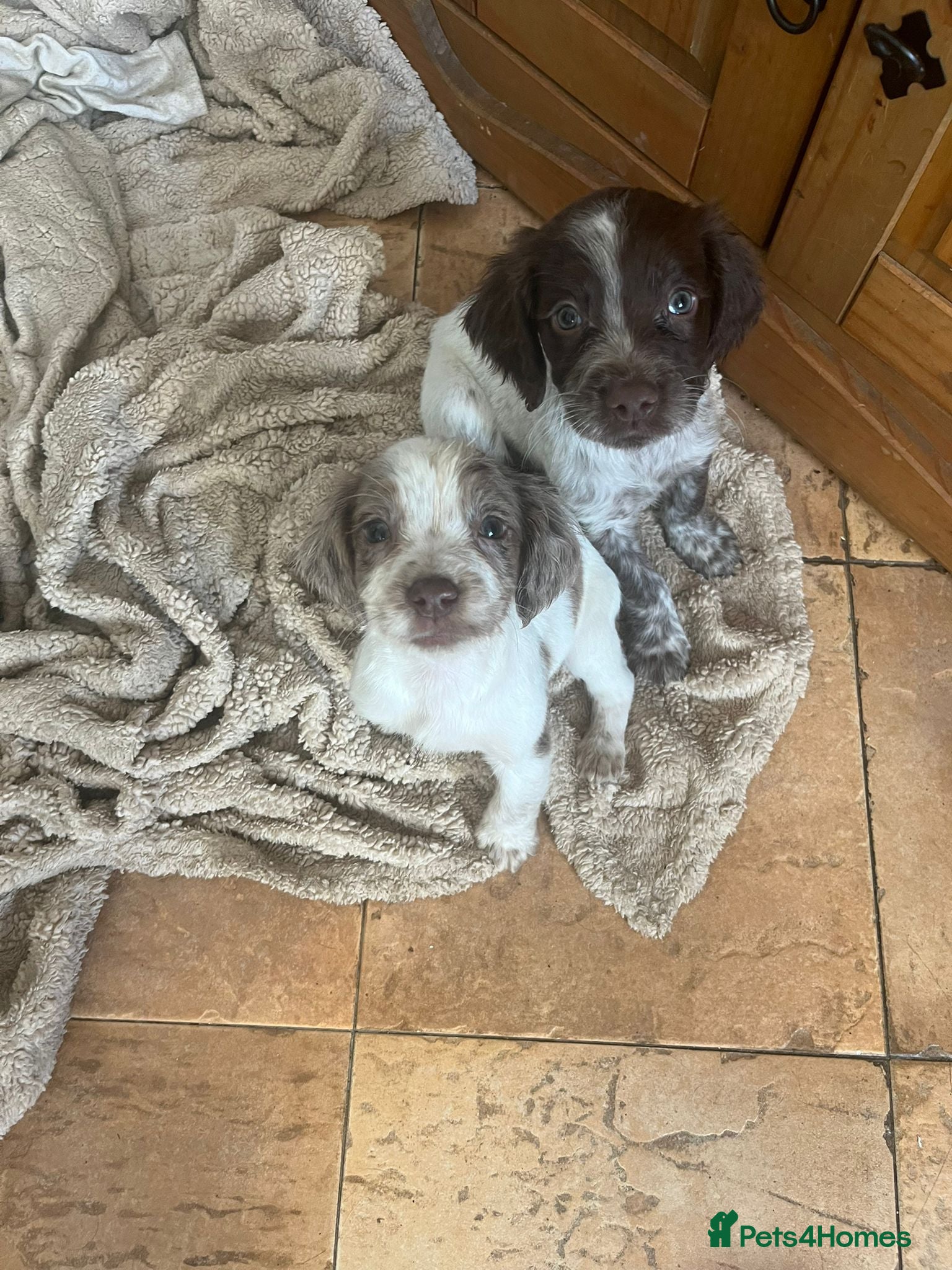 Sprocker dogs Sprocker spaniels - Advert 1