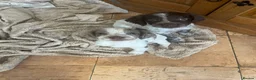 Sprocker dogs for sale: Sprocker spaniels - Advert 1