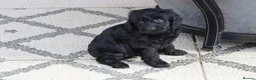 Cockapoo dogs for sale: Beautiful Cockapoo puppies for sale  - Advert 17