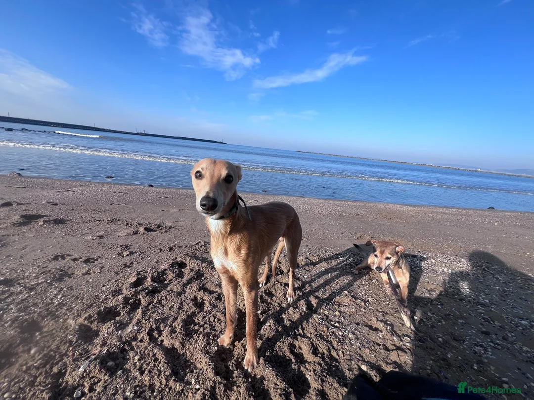 Whippet dogs for stud: Petite Male Whippet to Stud  - Advert 1