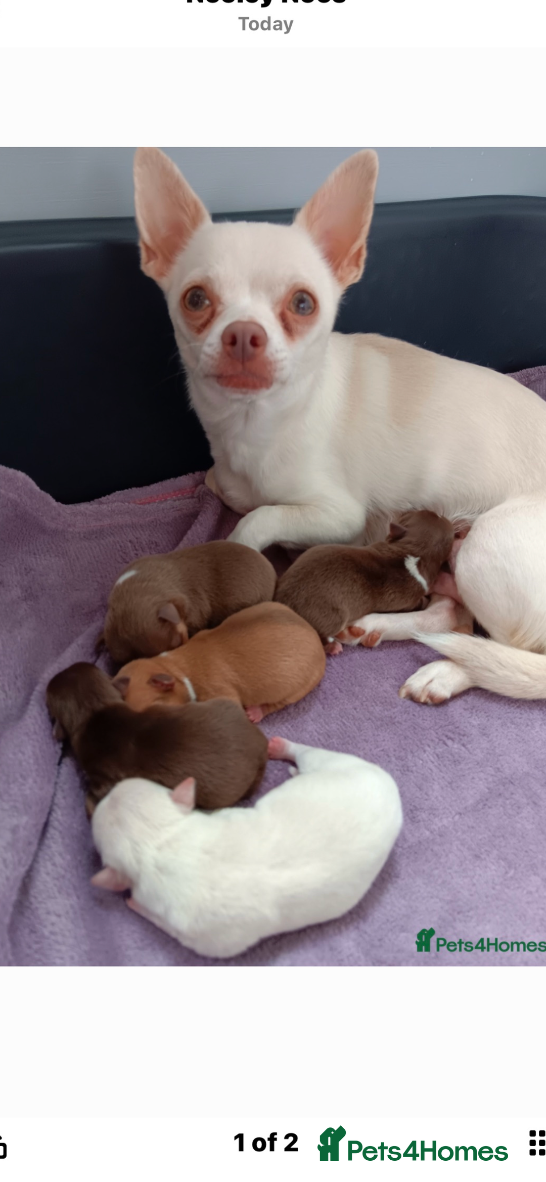 Chihuahua dogs for stud: Red chihuahua for stud in Chelmsford - Image 6