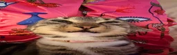 Domestic Shorthair cats for sale: FEMALE CAT *FREE* TO A GOOD HOME - Advert 12