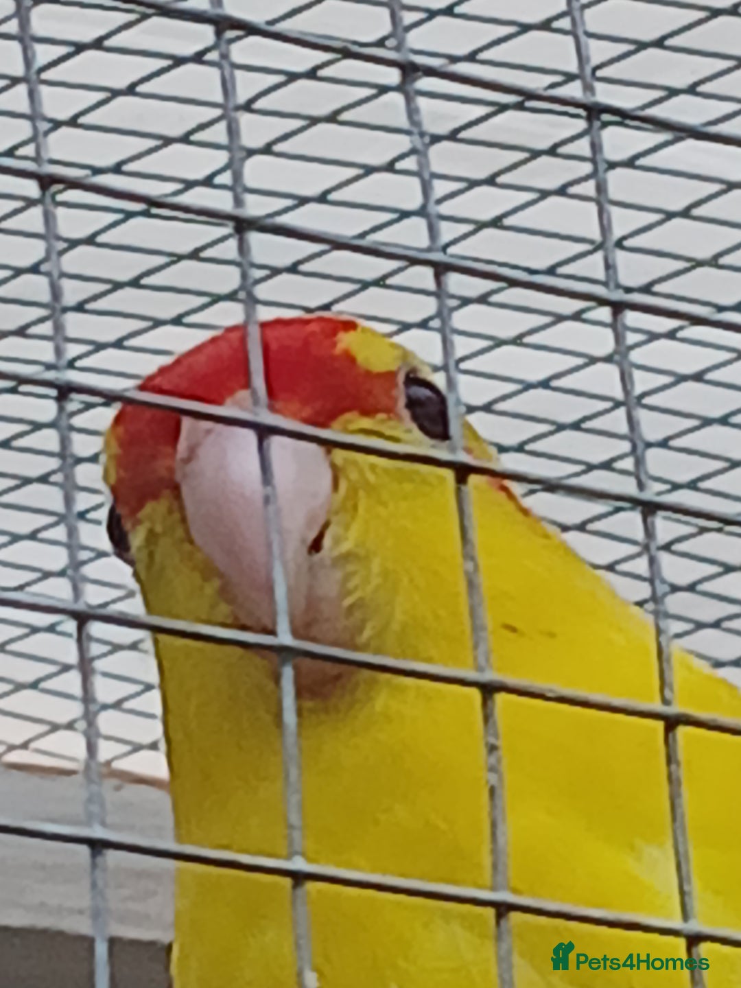 Parrots birds for sale: Kakariki - Image 1