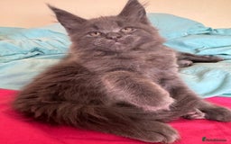 Maine Coon cats for sale: 25% OFF PURE MAINE COONS FROM CHAMPION BLOODLINE! - Image 24