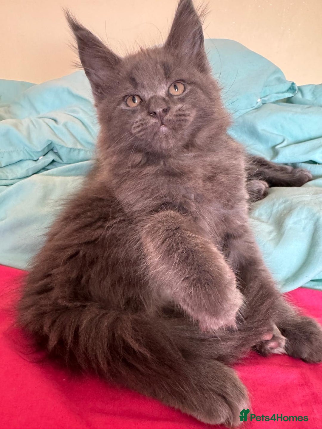 Maine Coon cats for sale: 25% OFF PURE MAINE COONS FROM CHAMPION BLOODLINE! - Image 24