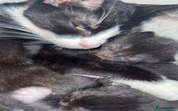 British Shorthair cats for sale: Kittens for a Good loving home  - Image 6