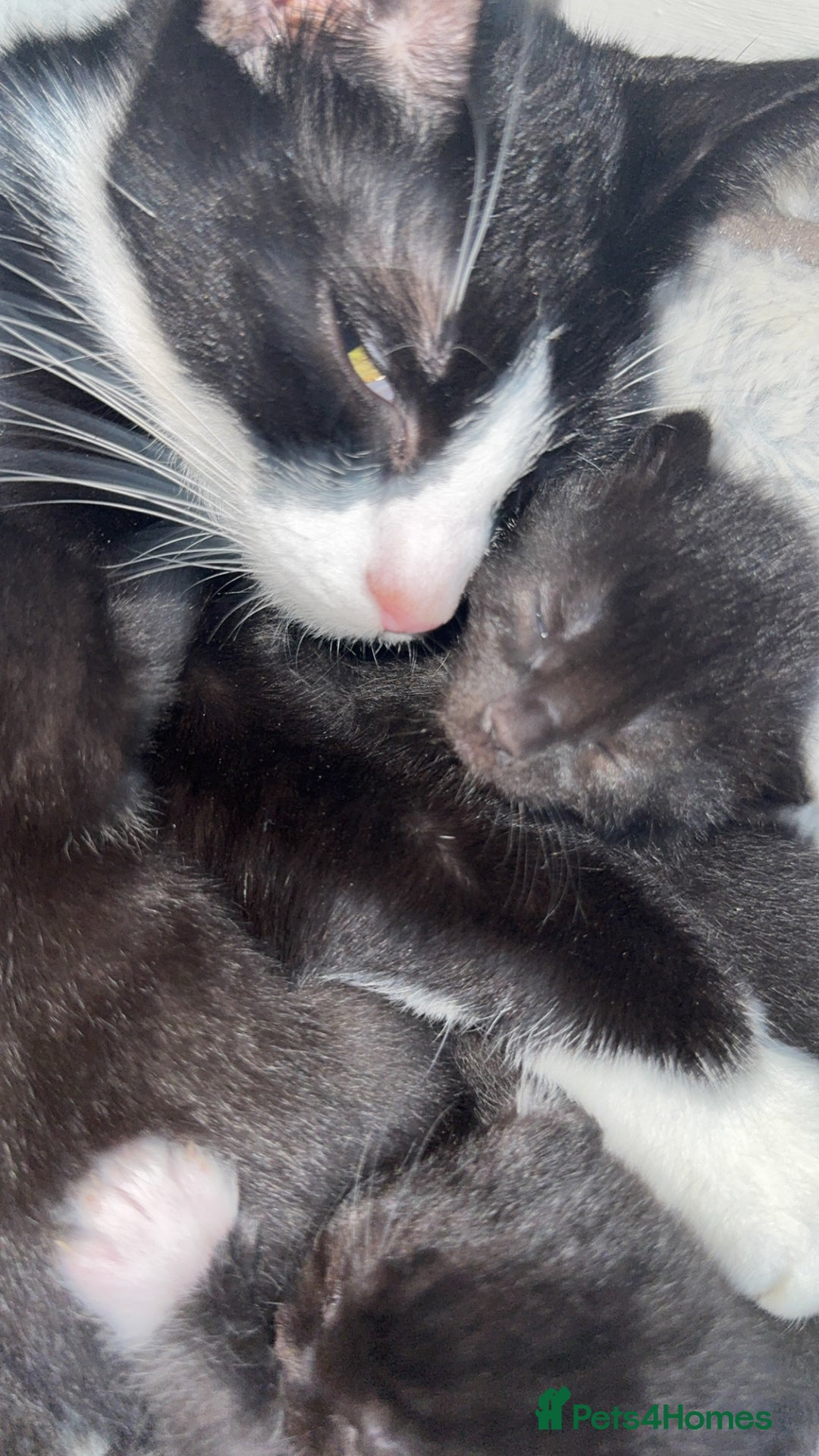 British Shorthair cats for sale: Kittens for a Good loving home  - Image 6