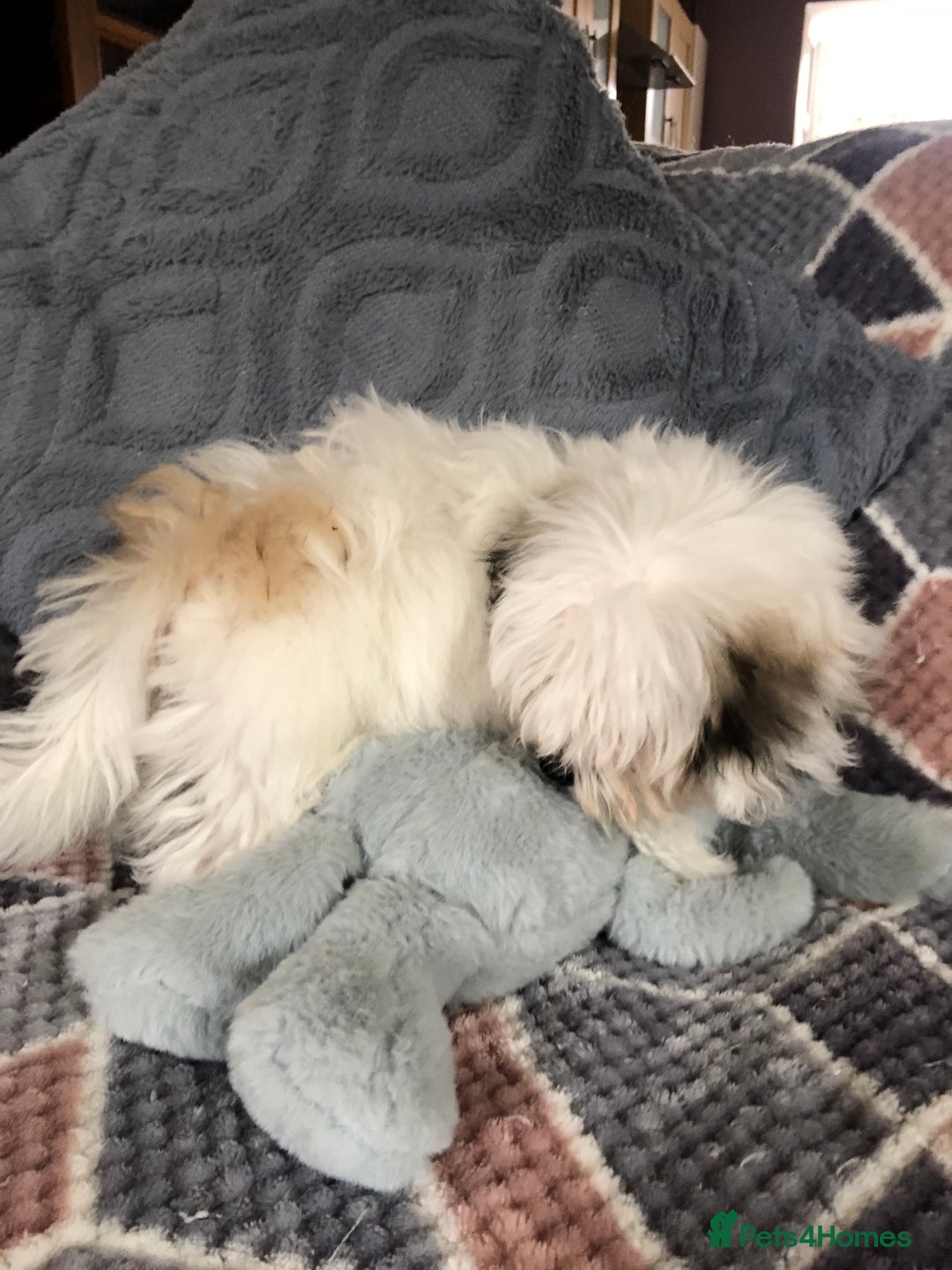 Mixed Breed dogs for sale: shihtzu x maltese  - Image 6