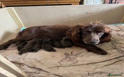 Cocker Spaniel dogs for sale: Exceptional working cocker spaniels  - Image 12
