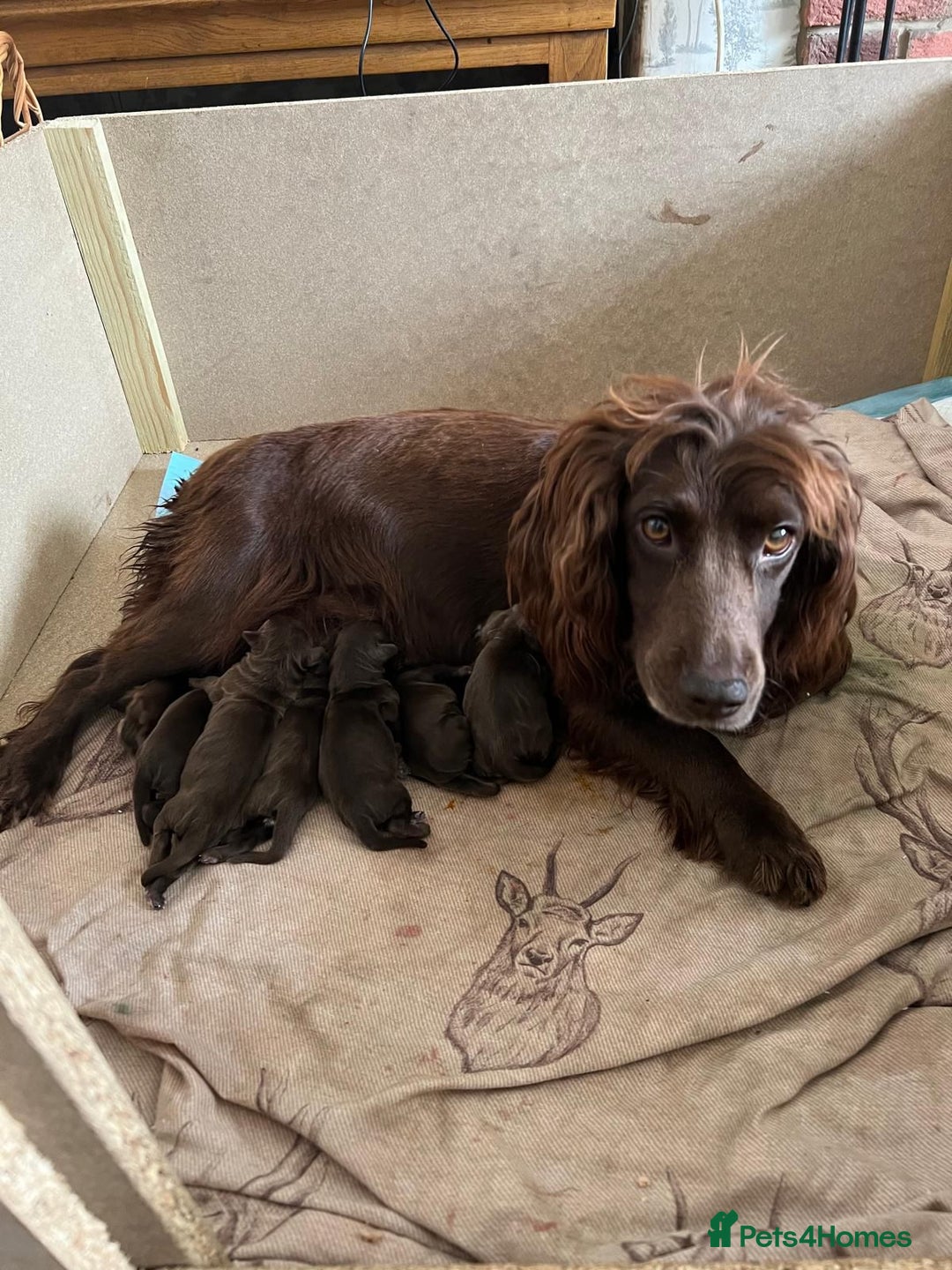 Cocker Spaniel dogs for sale: Exceptional working cocker spaniels  - Image 12