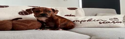 Boxer dogs for sale: Boxer puppy  - Advert 2