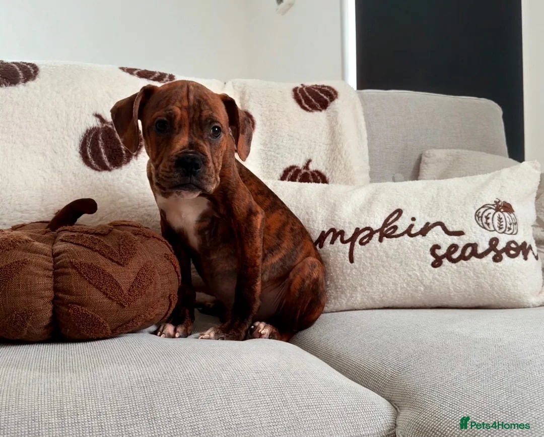 Boxer dogs for sale: Boxer puppy  - Advert 2