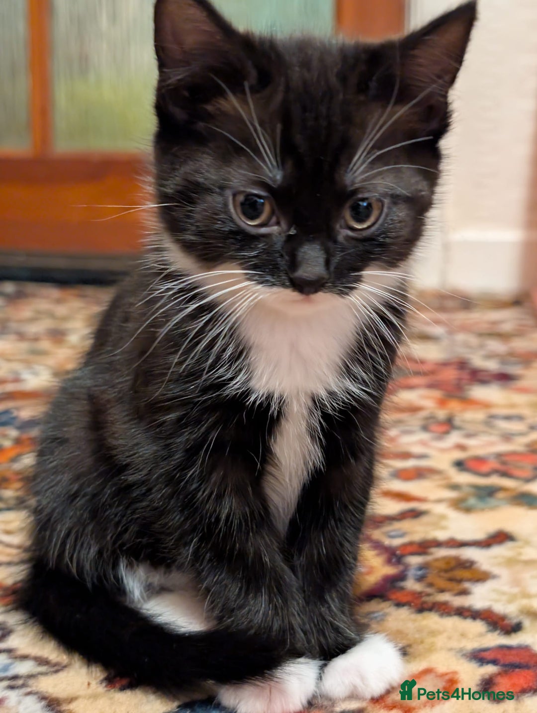 Mixed Breed cats for sale: Beautiful little girl  - Advert 3