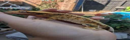 Mixed Breed reptiles for sale: Various reptiles looking for new homes  - Advert 2