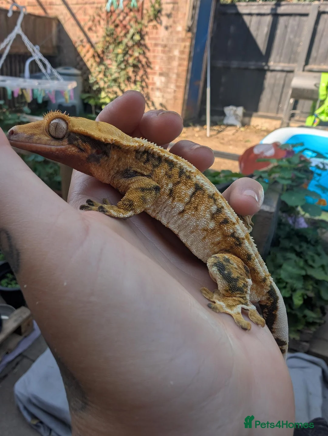 Mixed Breed reptiles for sale: Various reptiles looking for new homes  - Advert 2
