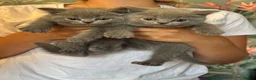 British Shorthair cats for sale: stunning affectionate Kittens available - Advert 12