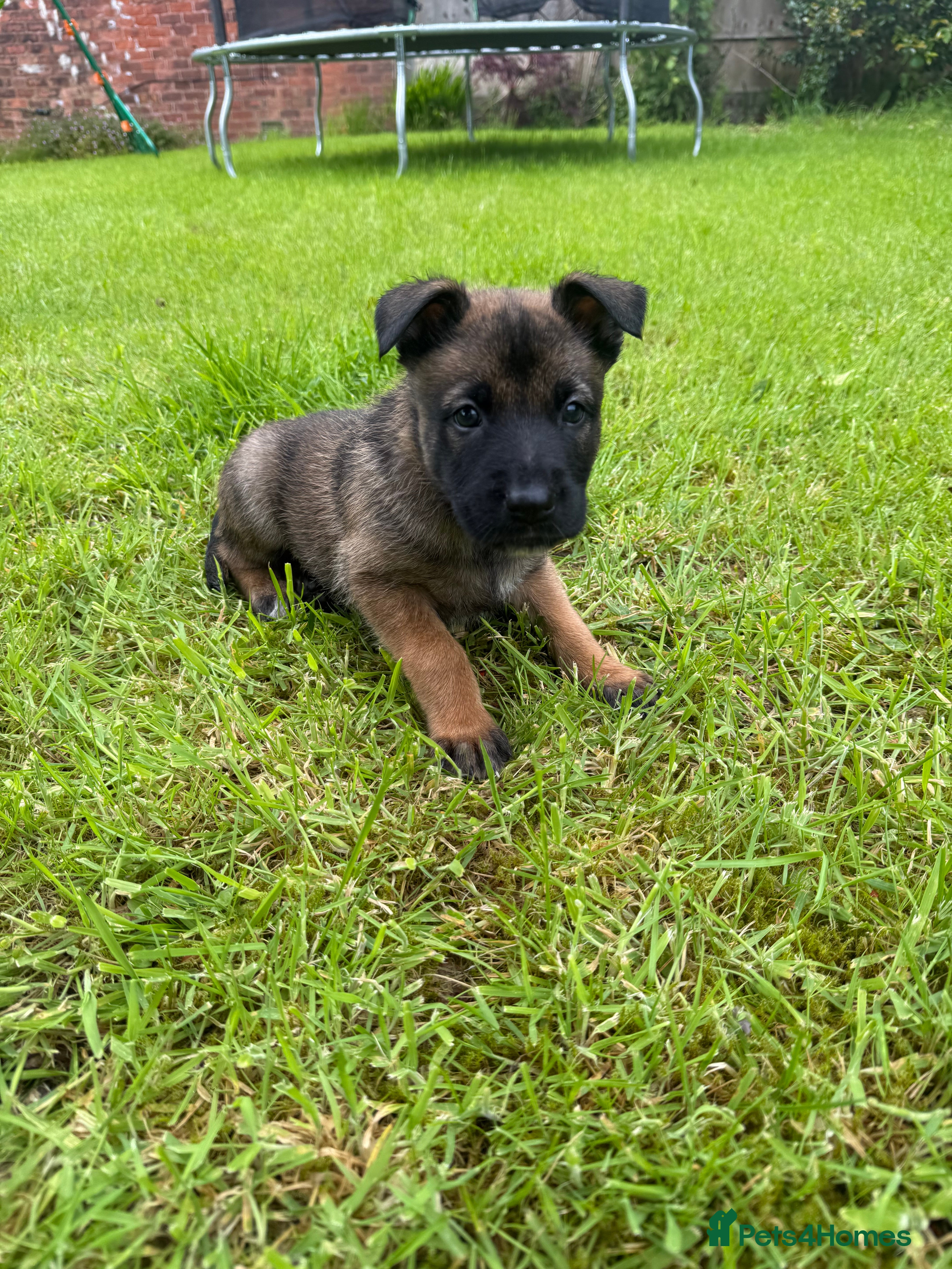 Belgian Shepherd Dog dogs 2 male Belgian Malinois puppies left   - Advert 6