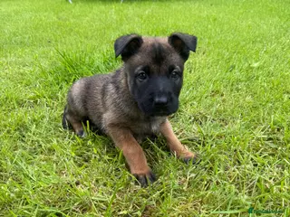 Belgian Shepherd Dog dogs 2 male Belgian Malinois puppies left - Advert 6