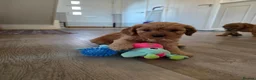 Cockapoo dogs for sale: 2 ADORABLE male Cockapoo puppies available!  - Advert 6