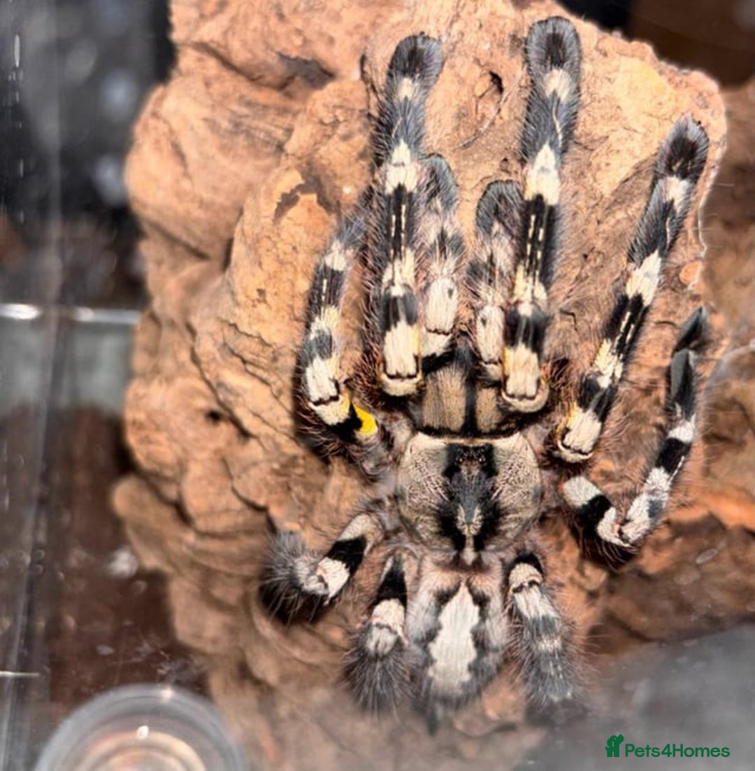 Spiders invertebrates for sale: Adult Poecilotheria regalis Indian  - Advert 1