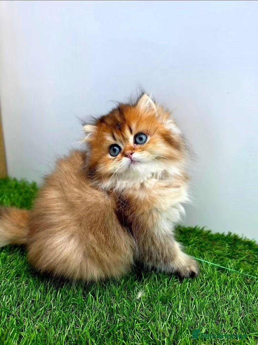 British Shorthair cats Golden longhair/shorthair kittens - Advert 1