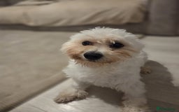 Mixed Breed dogs for sale: 11 month old Maltese x bichon - Image 2