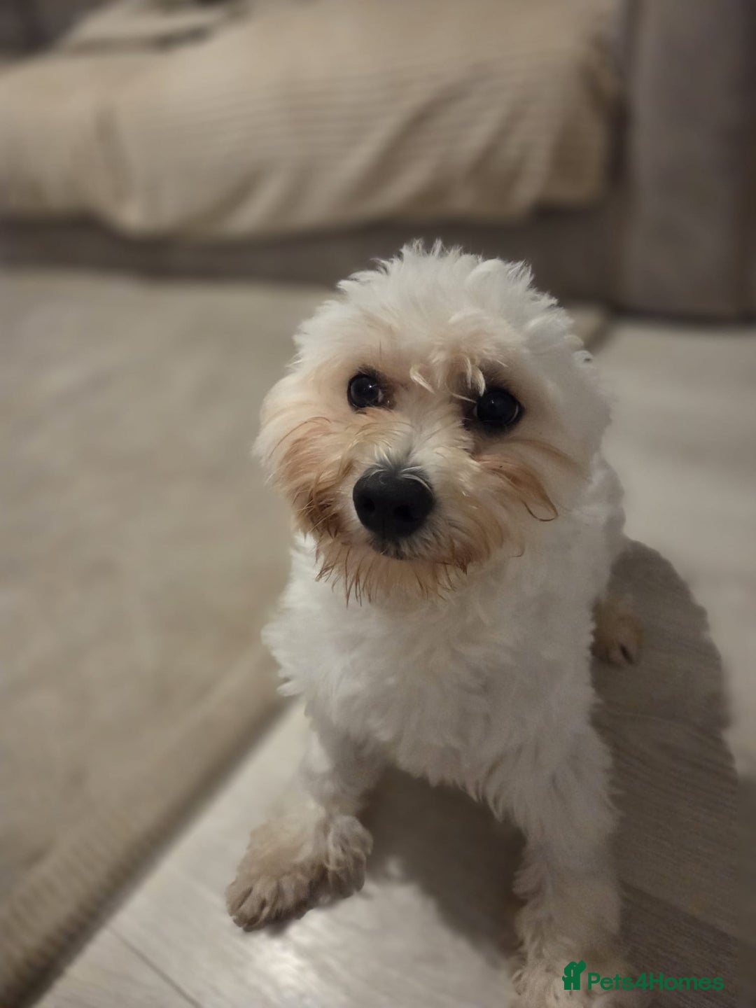 Mixed Breed dogs for sale: 11 month old Maltese x bichon - Image 2