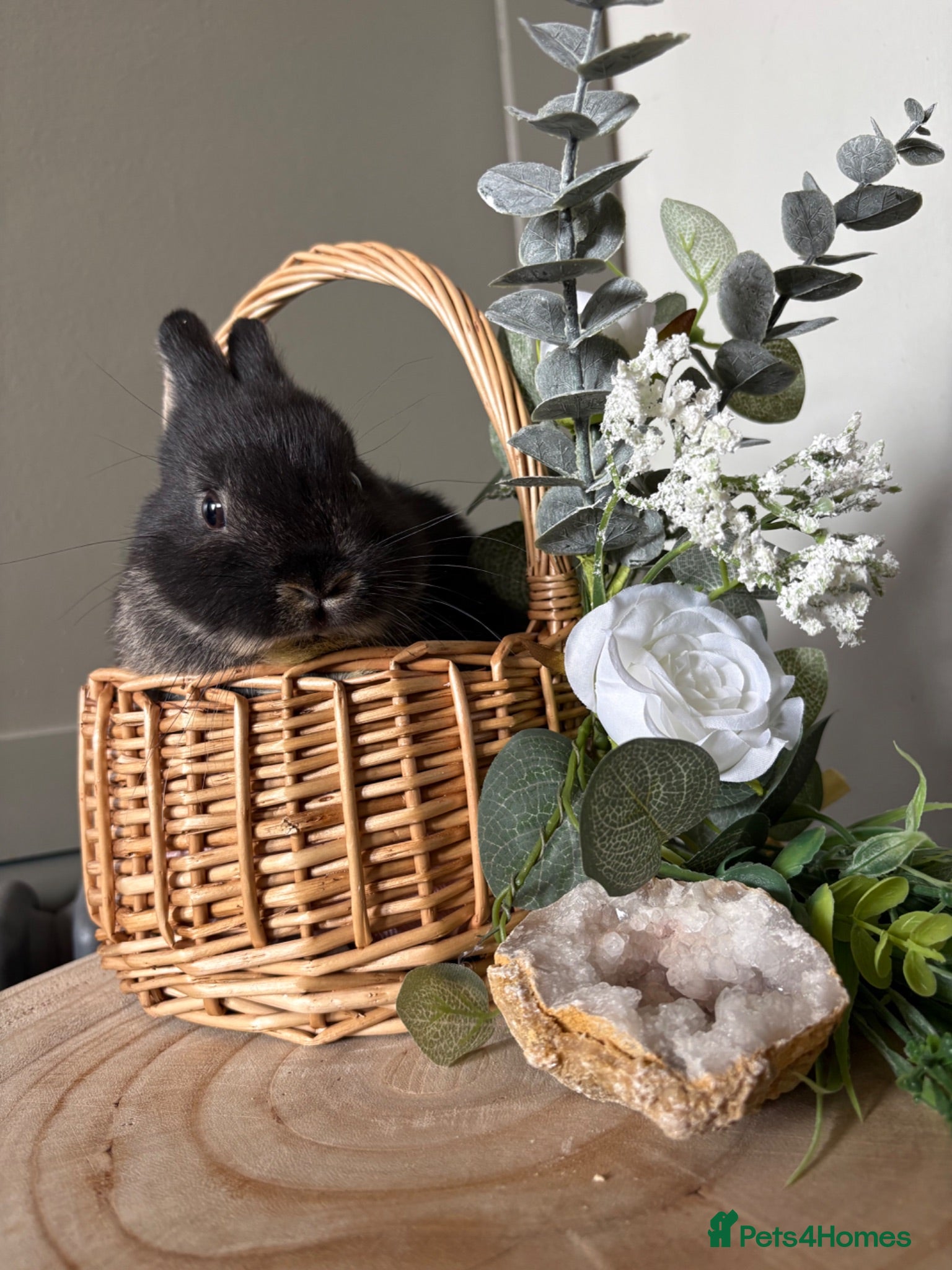 Netherland Dwarf rabbits Bonded sisters  - Advert 12