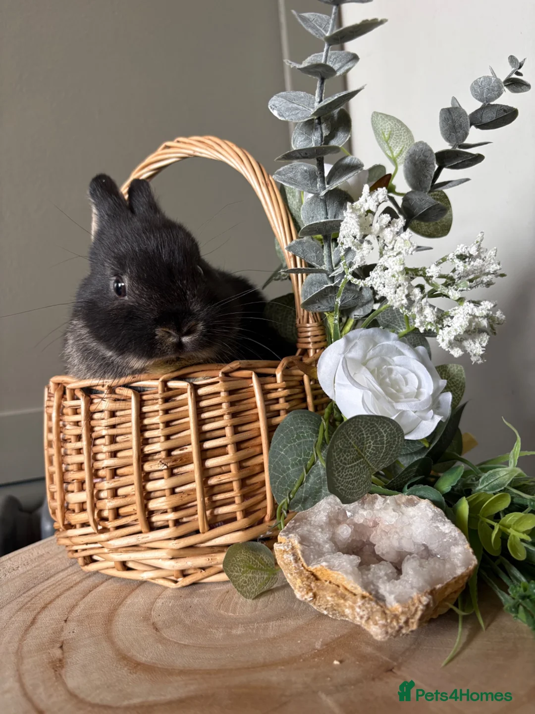 Netherland Dwarf rabbits for sale: Bonded sisters  - Advert 1