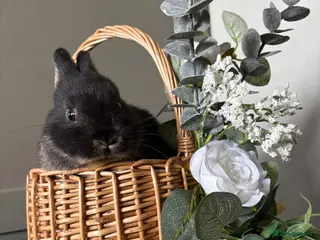 Netherland Dwarf rabbits Bonded sisters - Advert 12