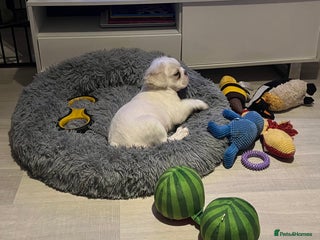 French Bulldog dogs - Advert 3