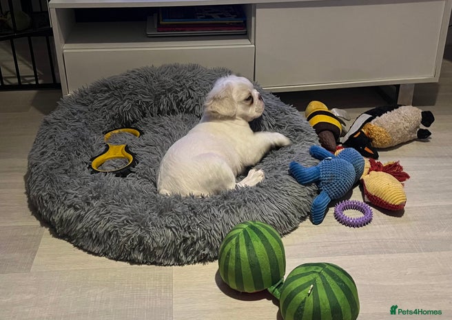 French Bulldog dogs - Advert 5