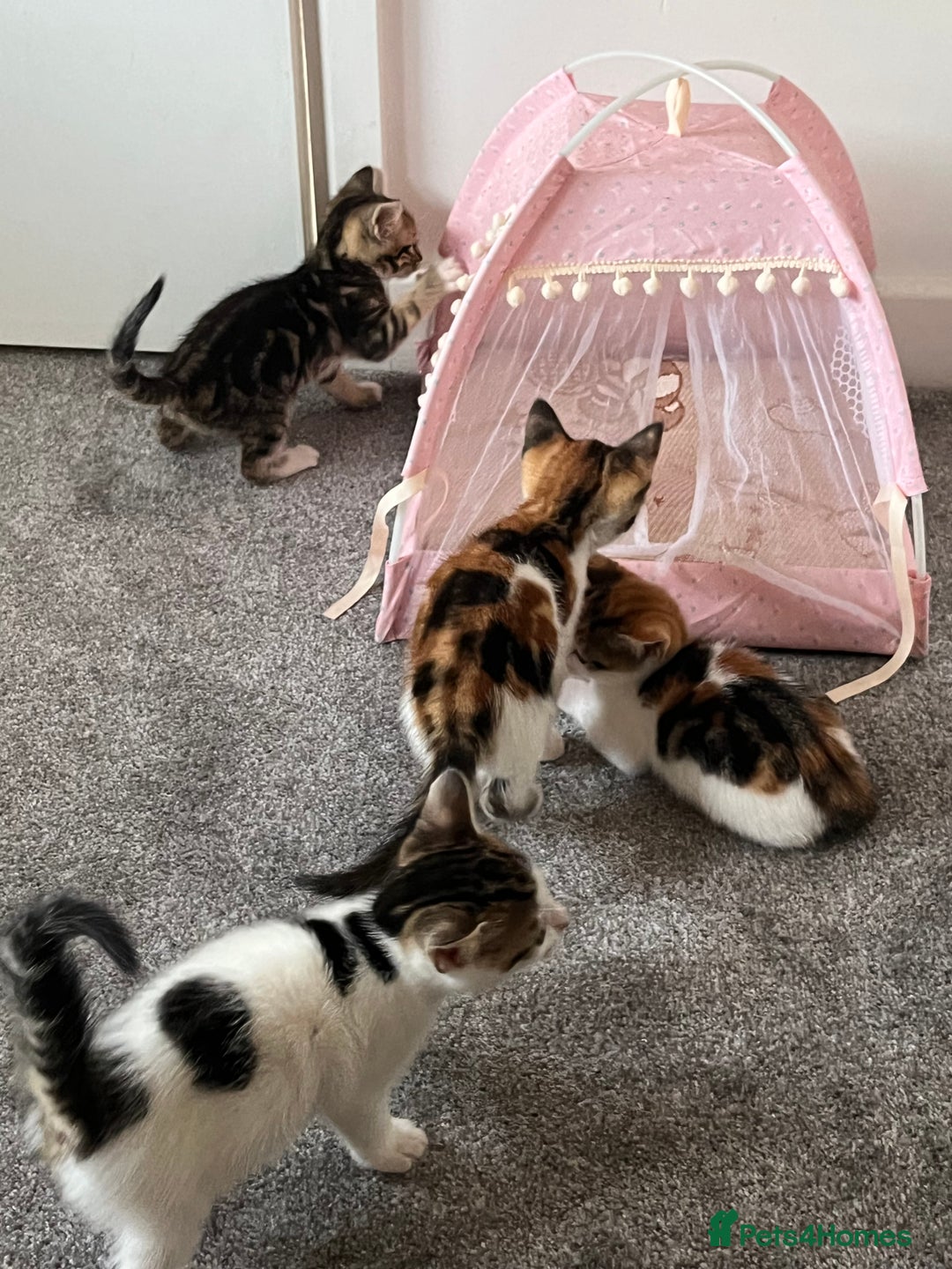 British Shorthair cats for sale: 1 Female Ginger Tabby 1 Male Black and White Tabby - Image 1