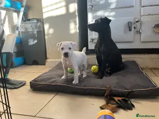 Parson Russell dogs 3/4 Parson Russell X 1/4 Patterdale - Advert 9