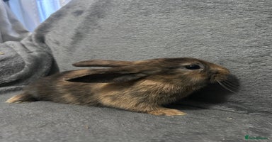 Mixed Breed rabbits - Advert 5