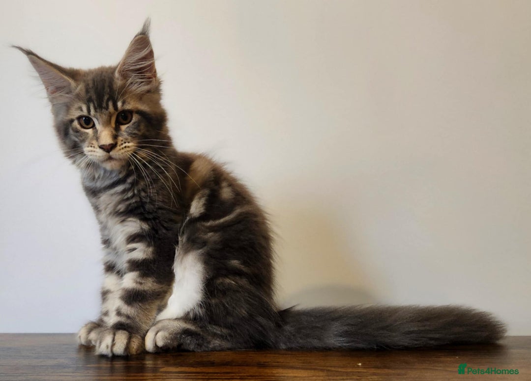 Maine Coon cats for sale: MAINE COON KITTENS READY NOW ❤️❤️ TICA REGISTERED - Image 9