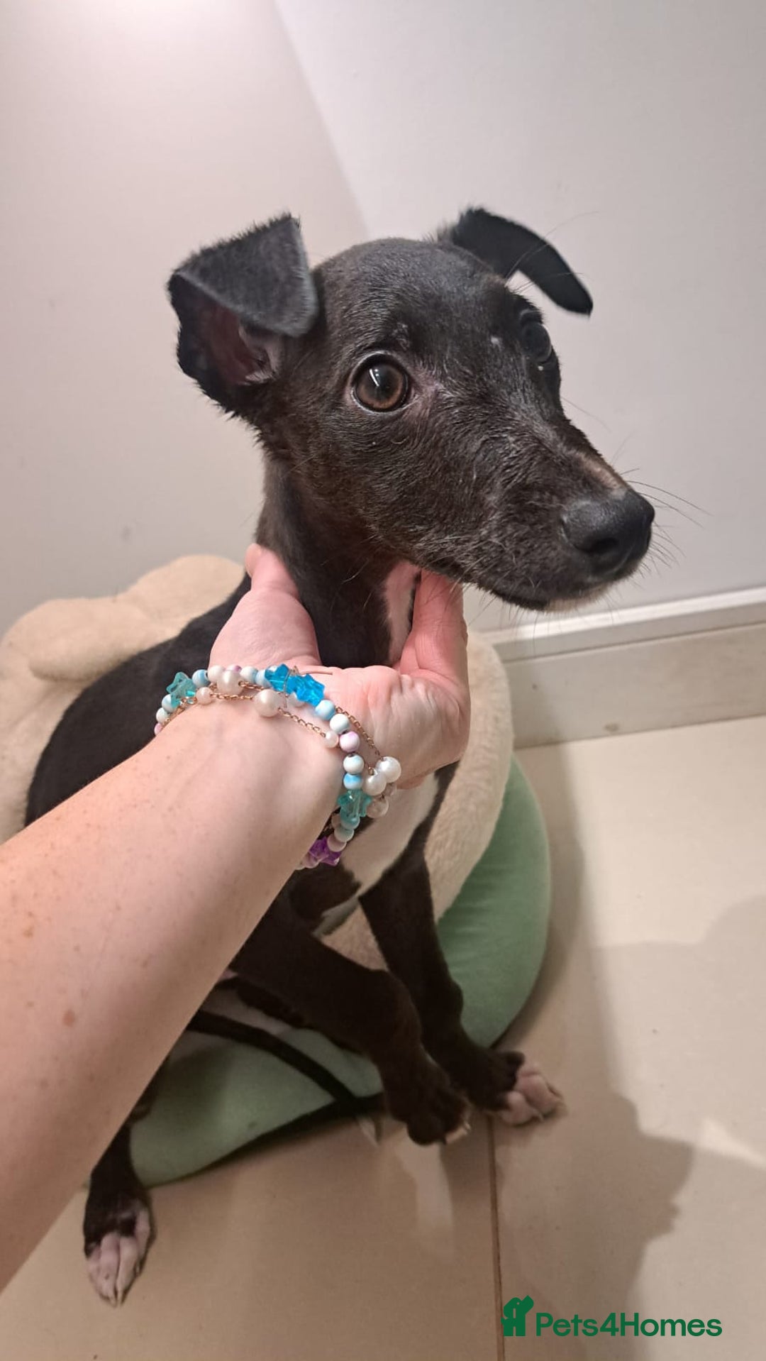 Whippet dogs for sale: Male Whippet Pup Ready For Forever Home - Advert 7