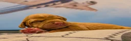 Hungarian Vizsla dogs for sale: Vizsla Puppies Looking for Their Forever Homes 🐾 in Saint Asaph - Advert 14